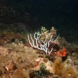 Sea Fan, photo 2