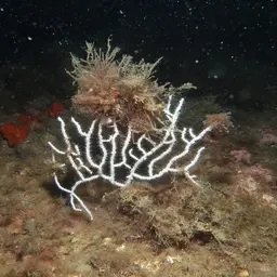 Sea Fan, photo 3