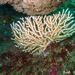 Sea Fan, photo 4
