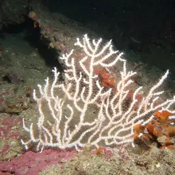 Sea Fan, photo 5
