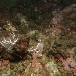 Sea Fan, photo 6