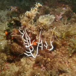 Sea Fan, photo 7