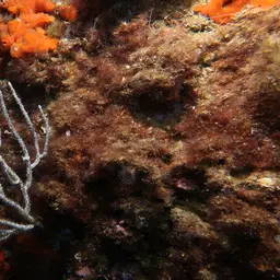 Sea Fan, photo 8