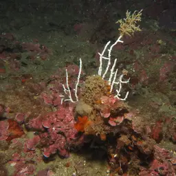 Sea Fan, photo 9