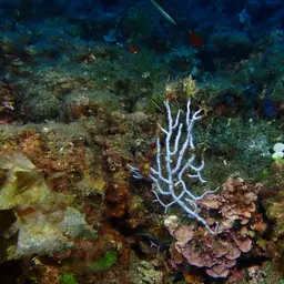 Sea Fan, photo 10