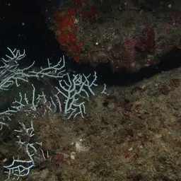 Sea Fan, photo 11