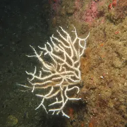 Sea Fan, photo 12