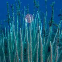White Horny Coral, photo 1