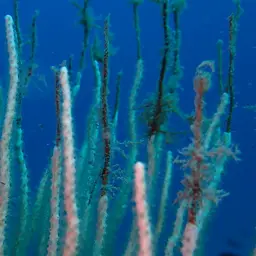 White Horny Coral, photo 2