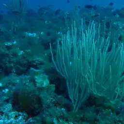 White Horny Coral, photo 3
