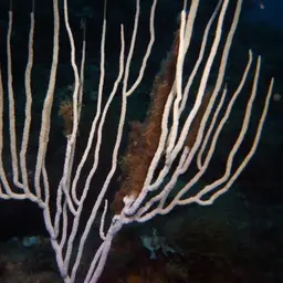 White Horny Coral, photo 4