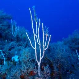 White Horny Coral, photo 5