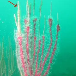 White Horny Coral, photo 6