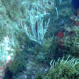 White Horny Coral, photo 7