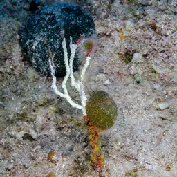 White Horny Coral, photo 8