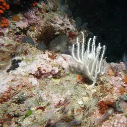 White Horny Coral, photo 9