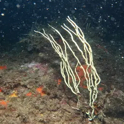 White Horny Coral, photo 10