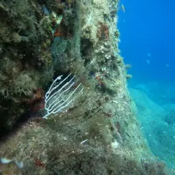 White Horny Coral, photo 11