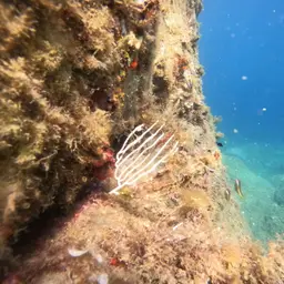 White Horny Coral, photo 12