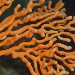 Sea Fan, photo 2