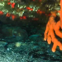 Sea Fan, photo 3