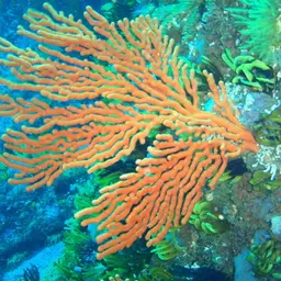 Sea Fan
