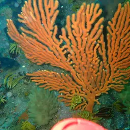 Sea Fan, photo 5