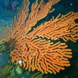 Sea Fan, photo 6