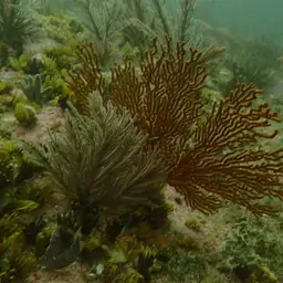 Sea Fan, photo 7