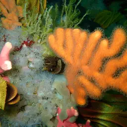 Sea Fan, photo 8