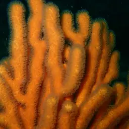 Sea Fan, photo 9