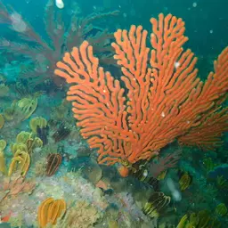 Sea Fan, photo 10