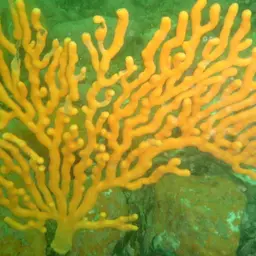 Sea Fan, photo 11