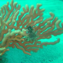 Sea Fan, photo 12
