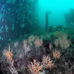 Broad Sea Fan