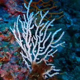Broad Sea Fan, photo 2