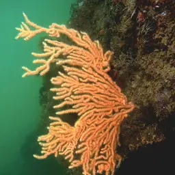 Broad Sea Fan, photo 3