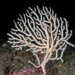 Broad Sea Fan, photo 4