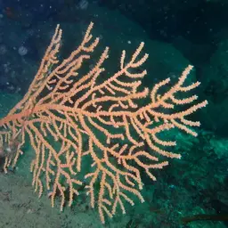 Broad Sea Fan, photo 5