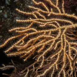 Broad Sea Fan, photo 6