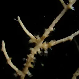 Broad Sea Fan, photo 7