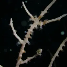 Broad Sea Fan, photo 8