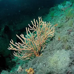Broad Sea Fan, photo 9