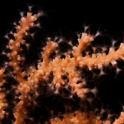 Broad Sea Fan, photo 10