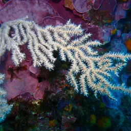 Broad Sea Fan, photo 11