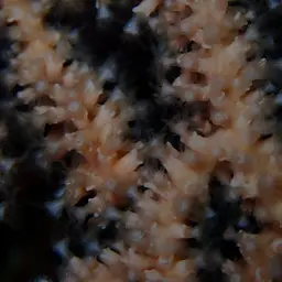 Broad Sea Fan, photo 12