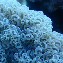 Hammer Coral