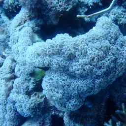 Hammer Coral, photo 2