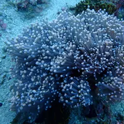 Fat Tentacle Torch Coral, photo 1