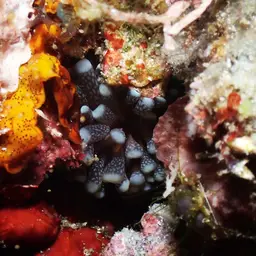 Fat Tentacle Torch Coral, photo 3